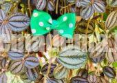 Cute Hair Clips & Bands