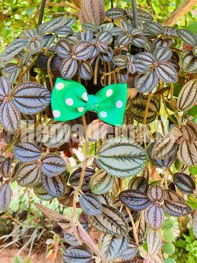Cute Hair Clips & Bands